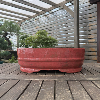 Büyük boy Stoneware Sırlı Bonsai Saksısı 45 cm
