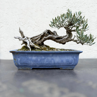 Stoneware Sırlı Seramik Bonsai Saksısı 40 cm