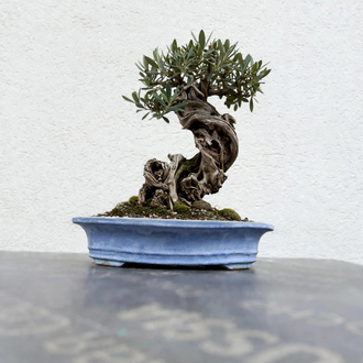 Stoneware Sırlı Seramik Bonsai Saksısı 48 cm