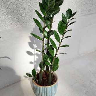 Zamia "Z" Bitkisi