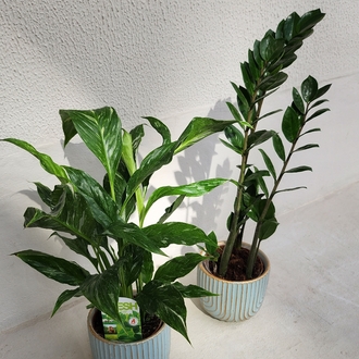 Zamia "Z" Bitkisi
