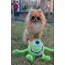 JBL KÜÇÜK IRK KÖPEK TİŞÖRT MİKE