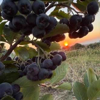 5 kg.       Taze Aronia meyvesi.