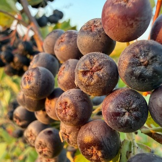 5 kg.       Taze Aronia meyvesi.