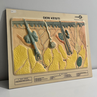 Vintage Deri Kesiti Rölyefi