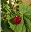 Berry No.VI