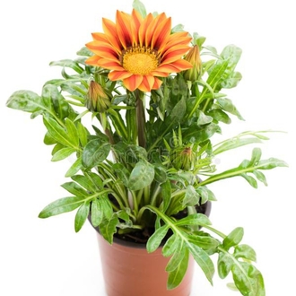 Gazania Çiçeği (SAKSIDA 1 FİDAN ) 