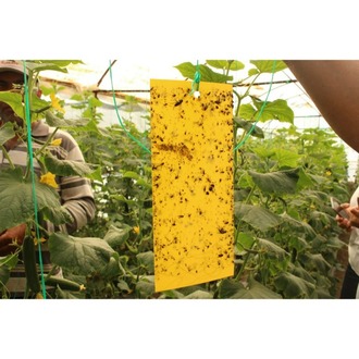 Biogreen Sarı Yapışkan Levha Tuzağı ,sera ve Bahçe Tuzağı 25 cm x 10 cm 30 Adet