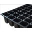 70 GÖZ FİDE VİYOLÜ (70GF100A) 100 'LÜ PAKET