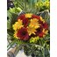 Renkli Gerbera Buketi