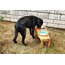 Zeytin Ağacı Standlı Köpek Mama ve Su Kabı - ZDMK0410 