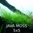 Java Moss 5x5