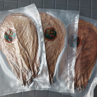 Catappa Yaprağı 10 Adet Küçük Boy 15-18cm