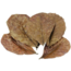 Cattapa Yaprağı 150 Gram