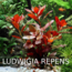 Ludwigia Repens 1 Buket