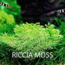 Riccia Moss 5x5
