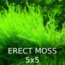 Erect Moss 5x5