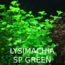 Lysimachia Sp Green 1 Buket