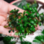 Bucephalandra Mini Coin 1 Kök