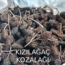 Kızılağaç Kozalağı 100 Adet