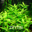 Zeytin 1 Buket