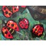 Ladybugs, 100*70cm