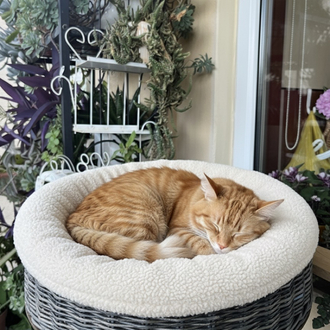 Kedi yatağı