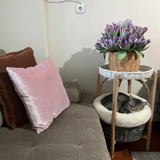 Kedi yatağı