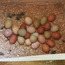 Kirpinin Renkli Yumurtaları