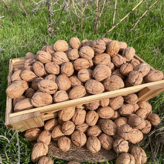 Kabuklu kuru ceviz 1kg
