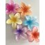 Hibiscus Aloha Toka