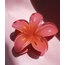 Hibiscus Aloha Toka