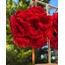 Carnation