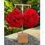 Carnation