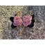 The Wild Roses 