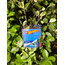 HOT WHEELS Cipso Tasarım (Mavi)