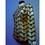 Plus Size Gold Leather Leaf Womens Jacket [Design 01]