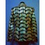 Plus Size Gold Leather Leaf Womens Jacket [Design 01]