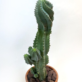 Euphorbia fruticosa inermis 19cm Kaktüs - El Yapımı Çömlek Saksıda Çap:9 |Yükseklik:10