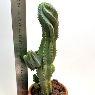 Euphorbia fruticosa inermis 19cm Kaktüs - El Yapımı Çömlek Saksıda Çap:9 |Yükseklik:10