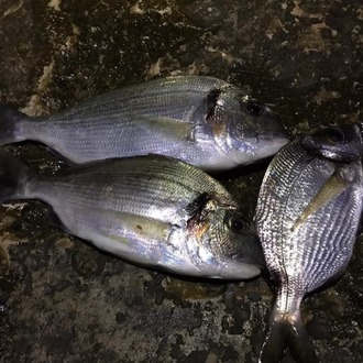 Yılan Dili Özel Yapım Çupra Takımı (50gr, 75gr, 100gr)