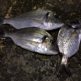 KANATLI SURF TAKIM ÖZEL YAPIM (100gr, 120gr)