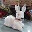 35 cm Beyaz Oturan Ceylan