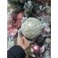 Yılbaşı  Topu 15 cm Simli Pullu Buzlu Beyaz