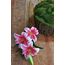 Islak Lilyum 3 çicekli 75 cm 