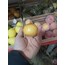 Yapay Soğan 6 cm 1 Adet