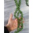 Tesbih Otu 70 cm