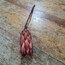 Protea Turuncu