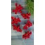 Berry Meyvesi 10 adet