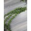 Tesbih Otu 70 cm